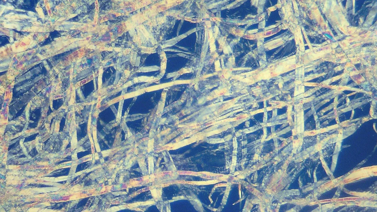 Nervature 117 La cellulosa episode artwork