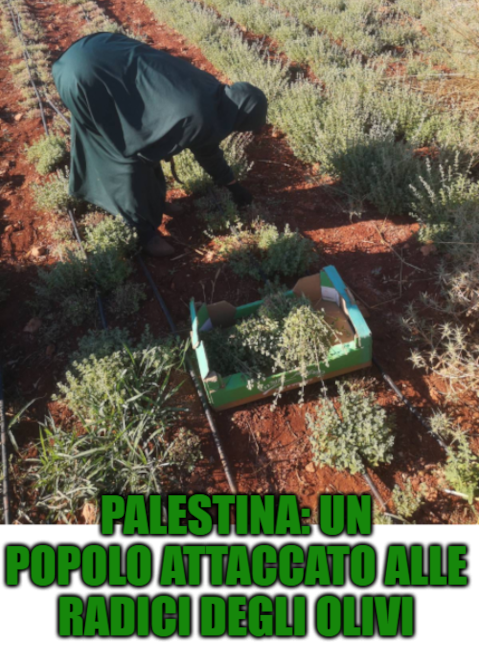 Palestina: un popolo attaccato alle radici degli Olivi episode artwork